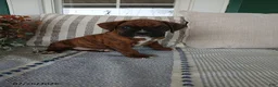 Boxer dogs for sale: Riley - Ad 1
