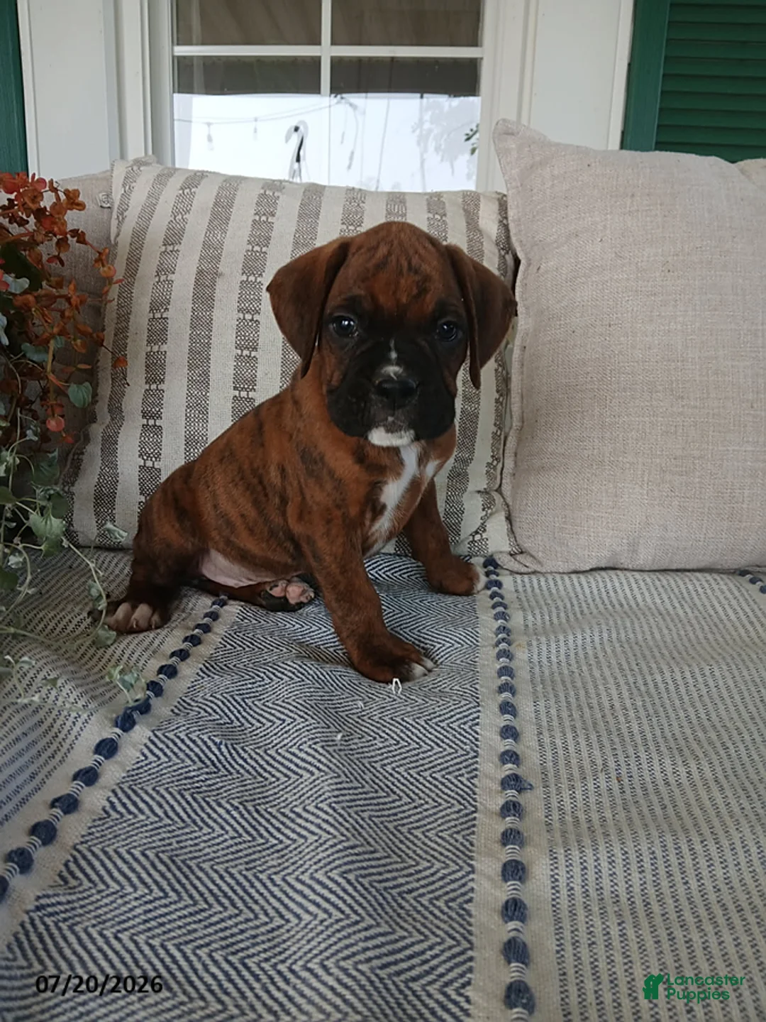 Boxer dogs for sale: Riley - Ad 1