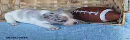 Mixed Breed dogs for sale: Luke - Ad 1