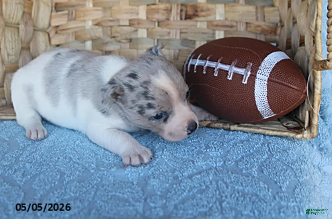Mixed Breed dogs for sale: Luke - Ad 1