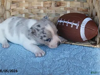 Mixed Breed dogs for sale: Luke - Ad 4