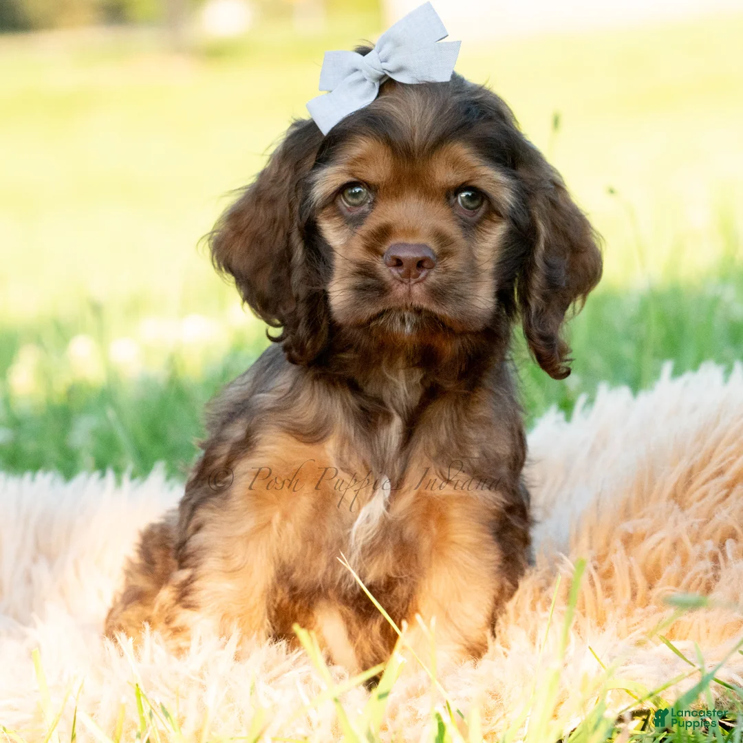 Cocker Spaniel dogs for sale: Tater pop - Ad 2