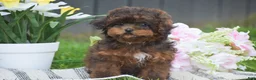 Toy Poodle dogs for sale: Clover - Ad 4