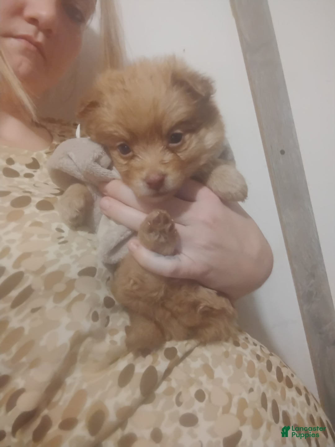 Gallery Image {{count}}