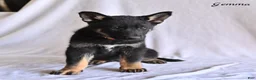 German Shepherd dogs for sale: Gemma - Ad 3