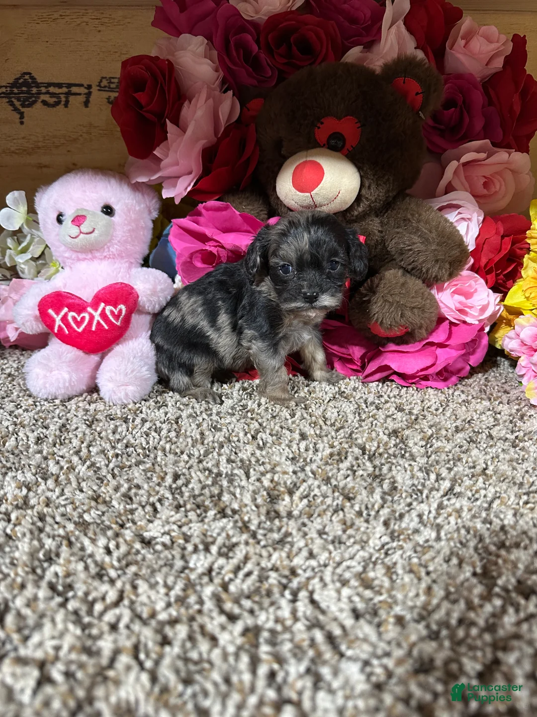 Cavapoo dogs for sale: Cavapoo Puppy 4 - Ad 2