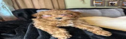 Toy Poodle dogs for sale: Fable - Ad 2