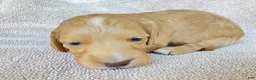 Miniature Dachshund dogs for sale: OTTO BE YOUR TOUCHDOWN TATER TOT - Ad 14