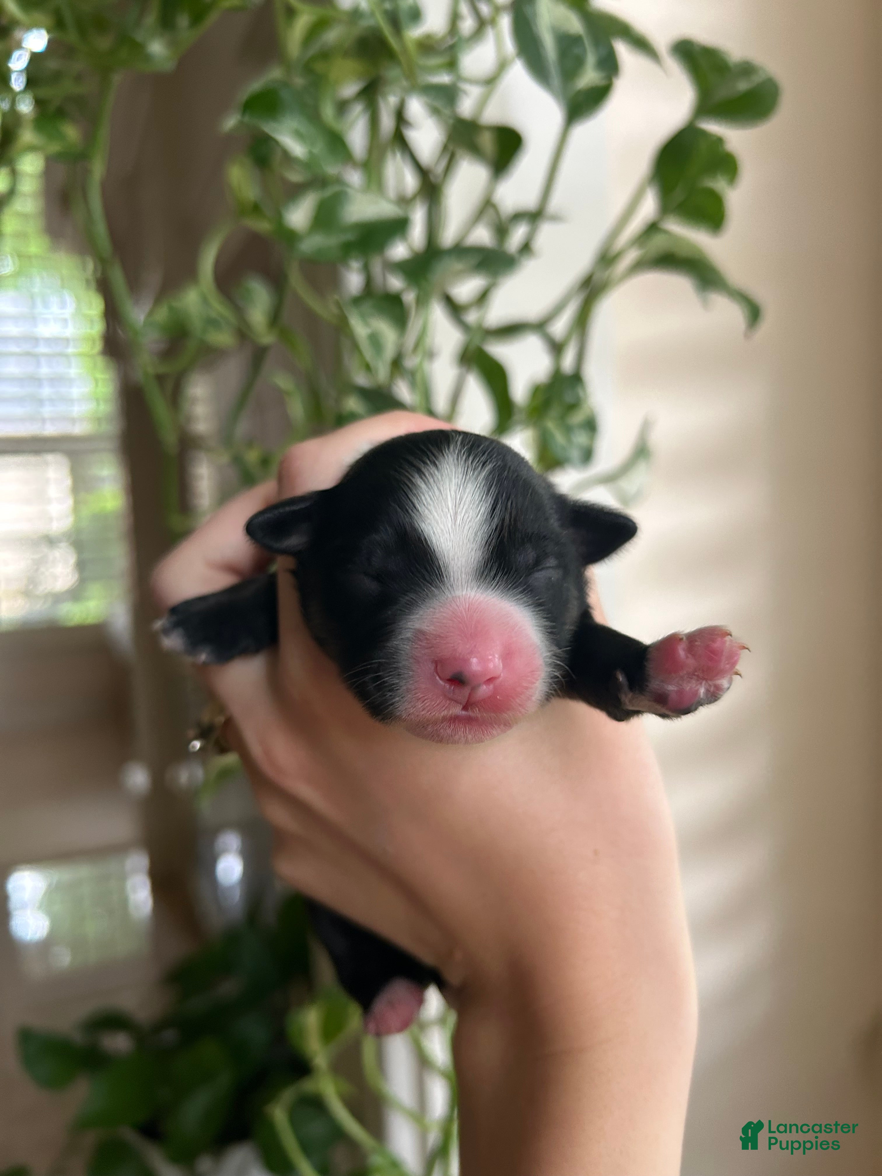 Miniature Australian Shepherd dogs Rue - Ad 19