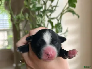 Miniature Australian Shepherd dogs for sale: Rue - Ad 4