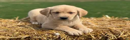 Labrador Retriever dogs for sale: Gloria - Ad 4