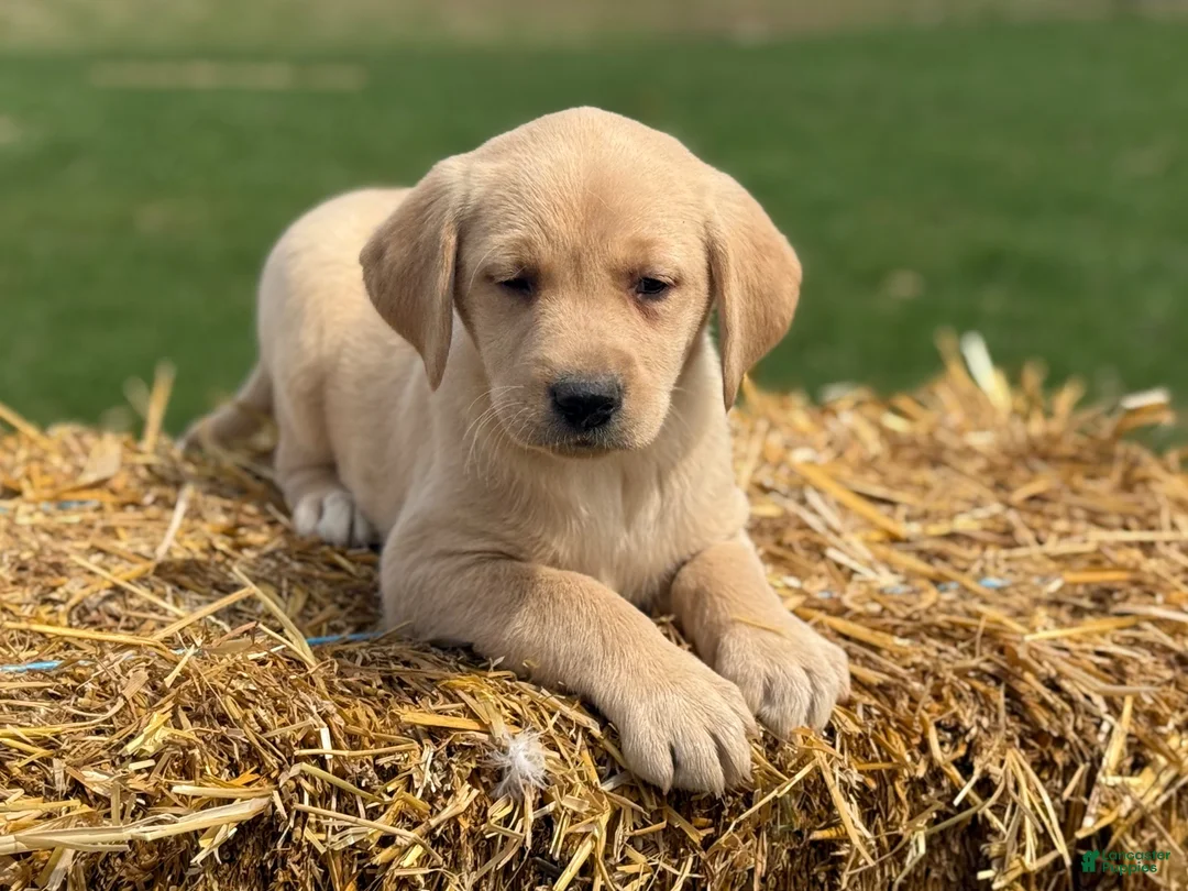 Labrador Retriever dogs for sale: Gloria - Ad 4
