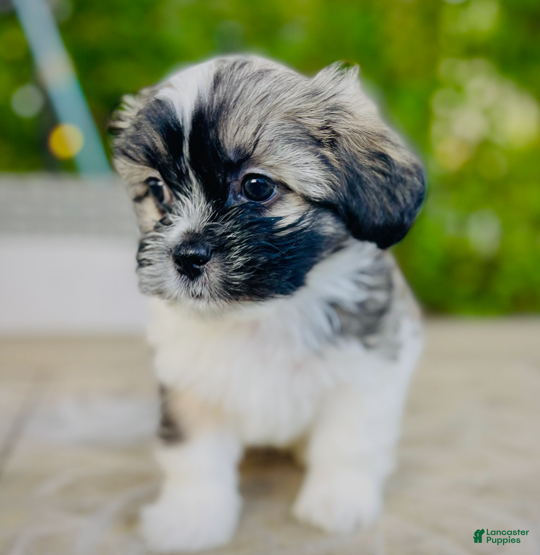 Mixed Breed dogs Milo - Ad 41