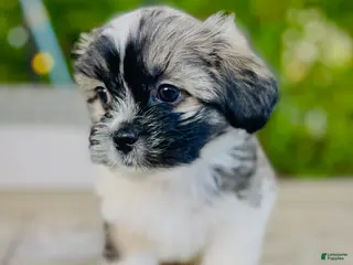 Mixed Breed dogs Milo - Ad 41