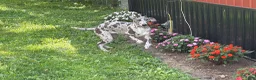 Great Dane dogs for sale: Echo - Ad 7