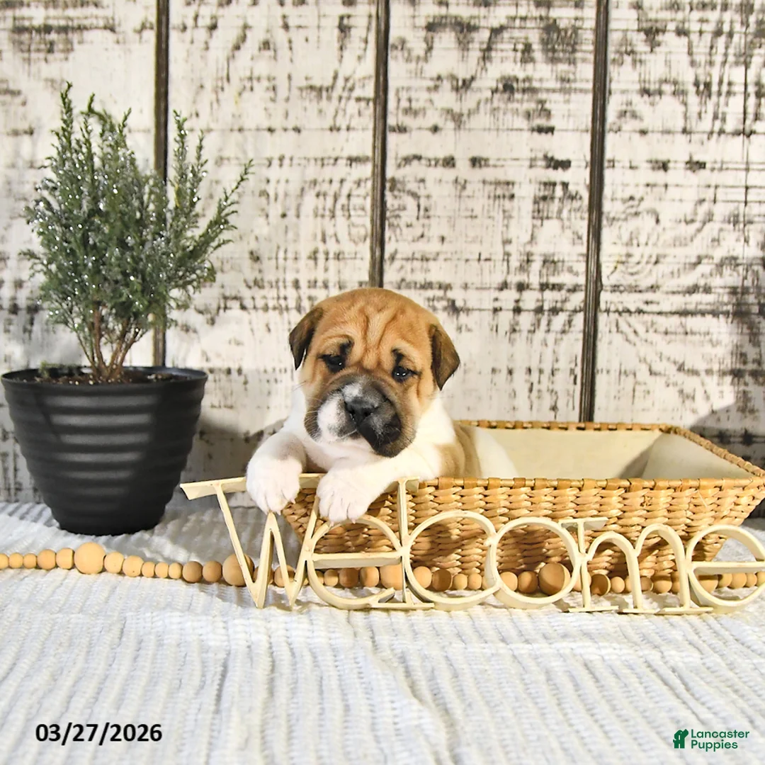 Mini Hippo dogs for sale: Americano - Ad 1