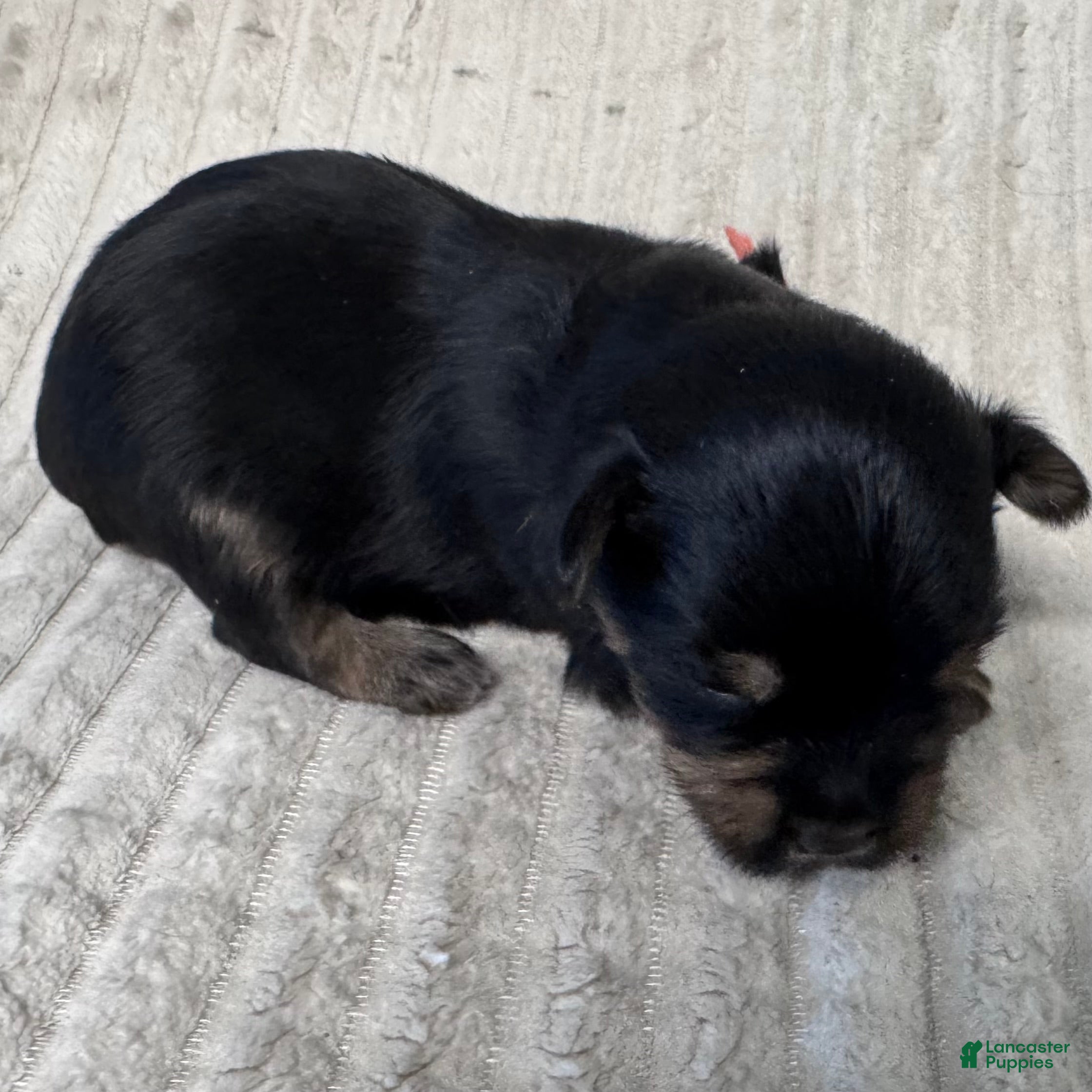 Yorkshire Terrier dogs Grego-Brown  - Ad 2