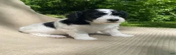 Mixed Breed dogs for sale: Strudel - Ad 13