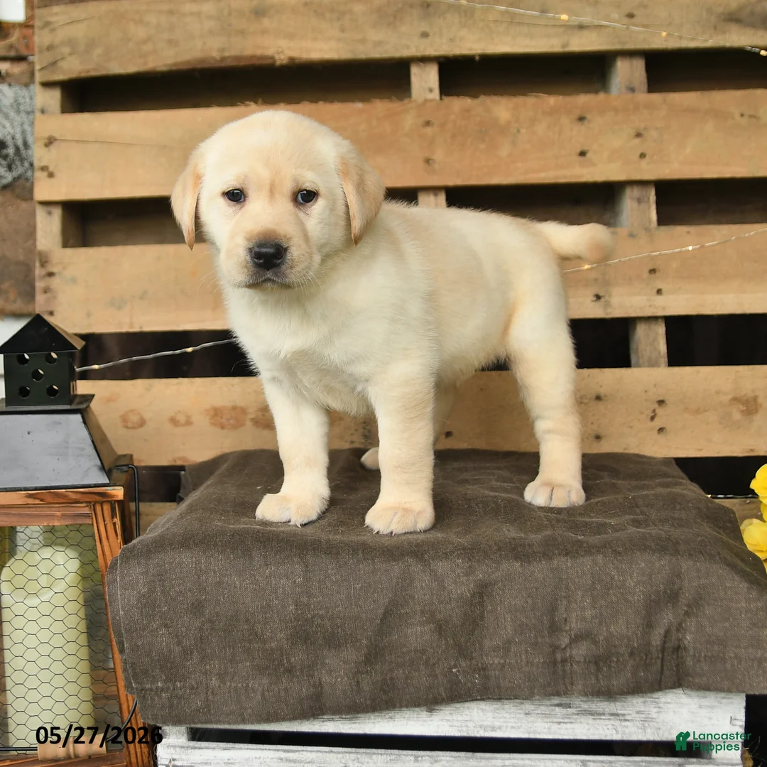 Labrador Retriever dogs for sale: Faye - Ad 1