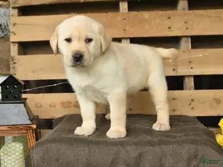 Labrador Retriever dogs for sale: Faye - Ad 3