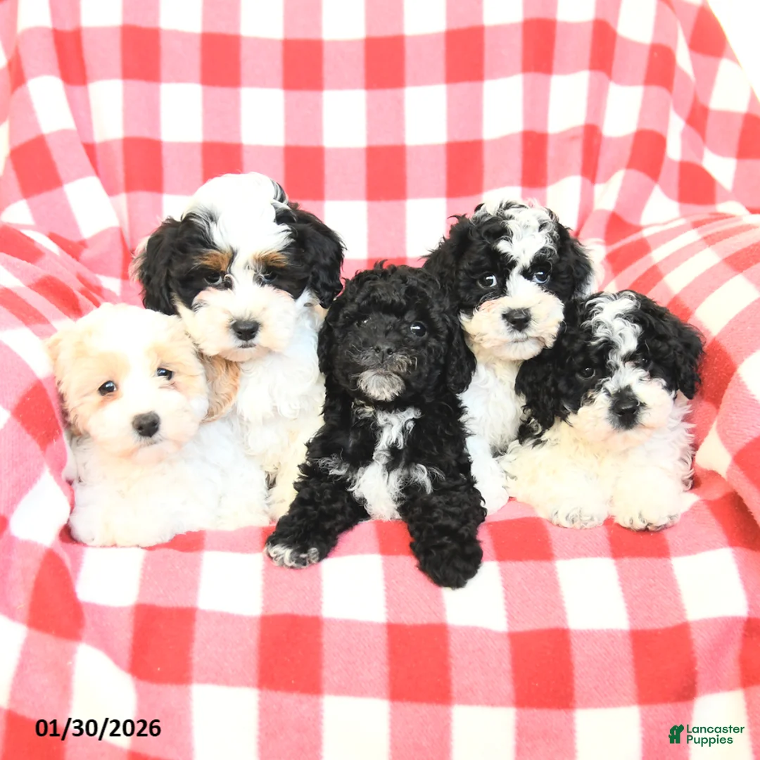 Havapoo dogs for sale: Princess - Ad 3