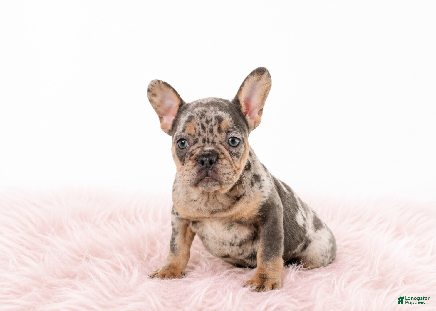 French Bulldog dogs French Bulldog 1 - Ad 1