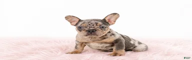 French Bulldog 1