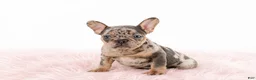 French Bulldog dogs for sale: French Bulldog 1 - Ad 1