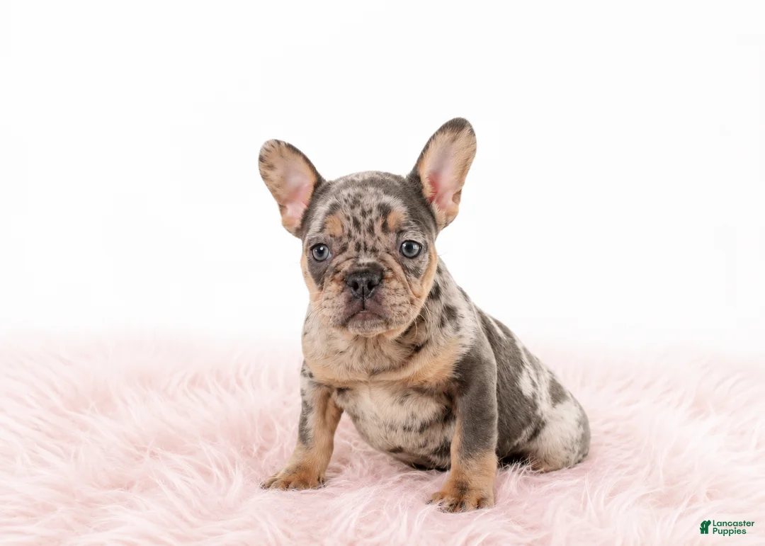 French Bulldog dogs for sale: French Bulldog 1 - Ad 1