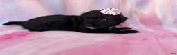 Aussiedoodle dogs for sale: Daisy - Ad 4