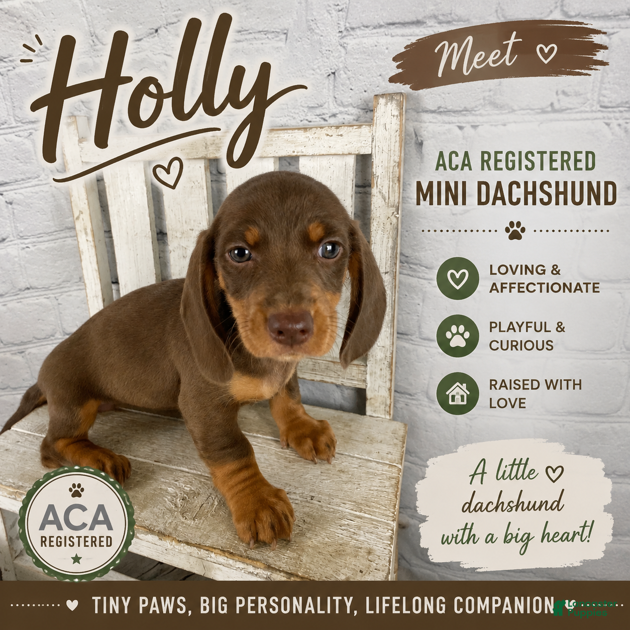 Miniature Dachshund dogs Holly - Ad 1