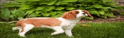 Cavalier King Charles Spaniel dogs for sale: Izzy - Ad 6
