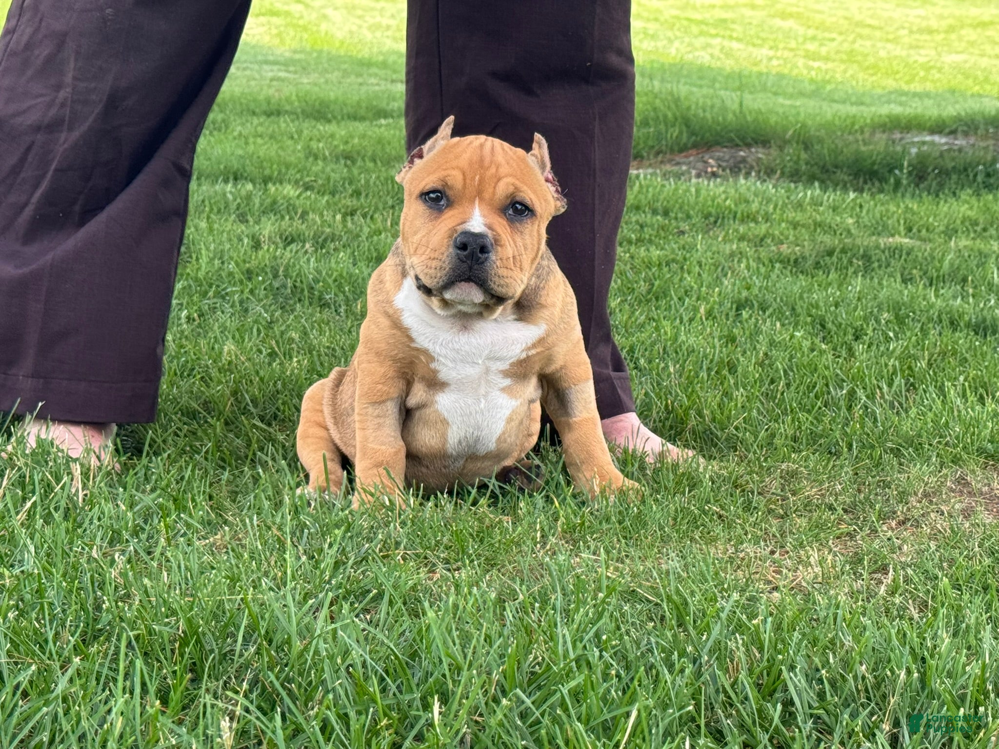 American Bully dogs Gage - Ad 2