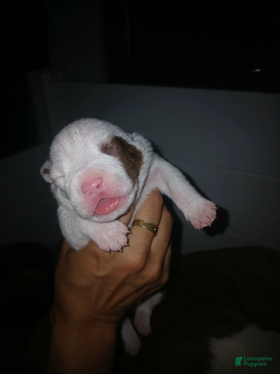American Bully dogs for sale: Patches - Ad 2