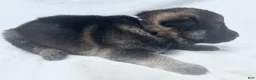 German Shepherd dogs for sale: Gunner - Ad 9
