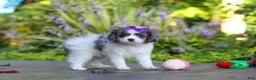 Cavapoo dogs for sale: Katie - Ad 5