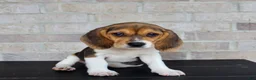 Beagle dogs for sale: Beauty - Ad 4