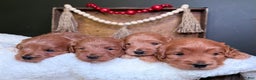 Mini Goldendoodle dogs for sale: Mini Goldendoodle Puppy  - Ad 4