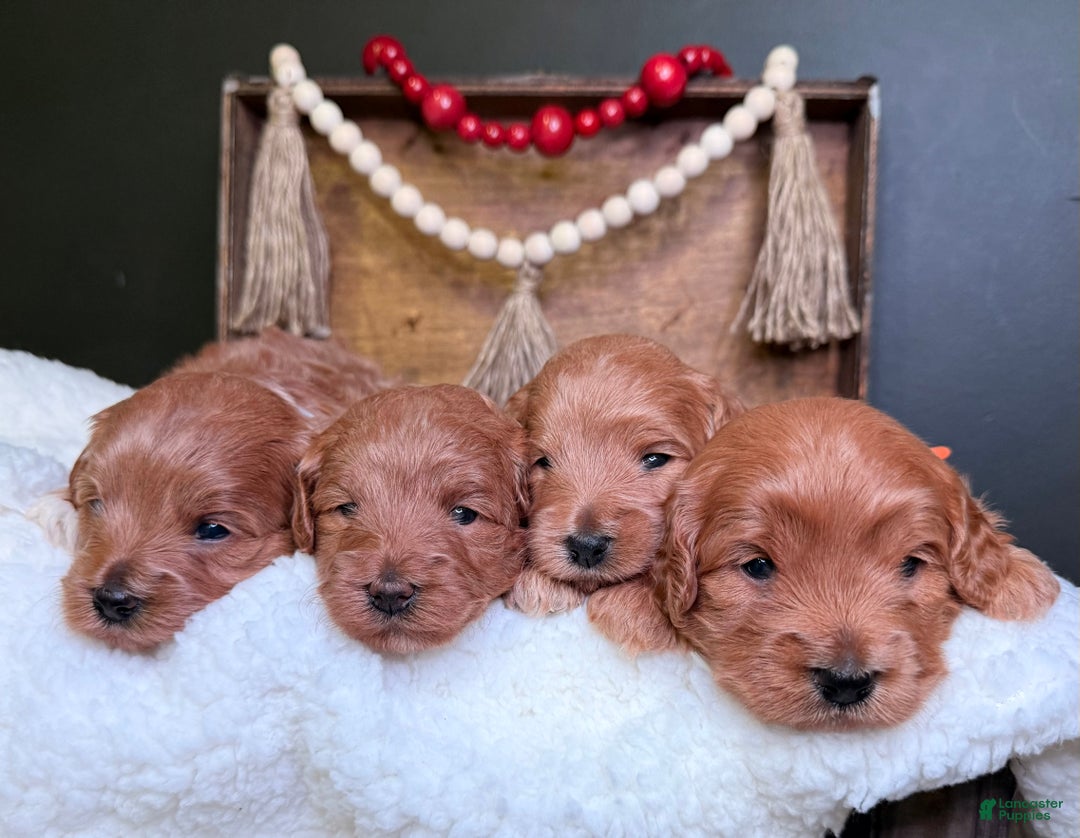 Mini Goldendoodle dogs for sale: Mini Goldendoodle Puppy  - Ad 4
