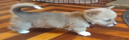 Welsh Corgi Pembroke dogs for sale: Black collar  - Ad 3