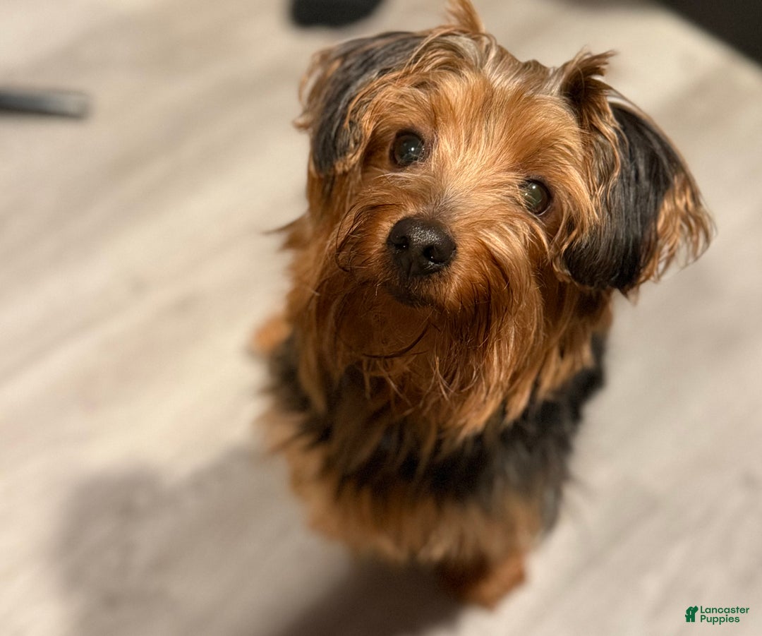 Yorkshire Terrier dogs for sale: Yorkshire Terrier Puppy 1 - Ad 3