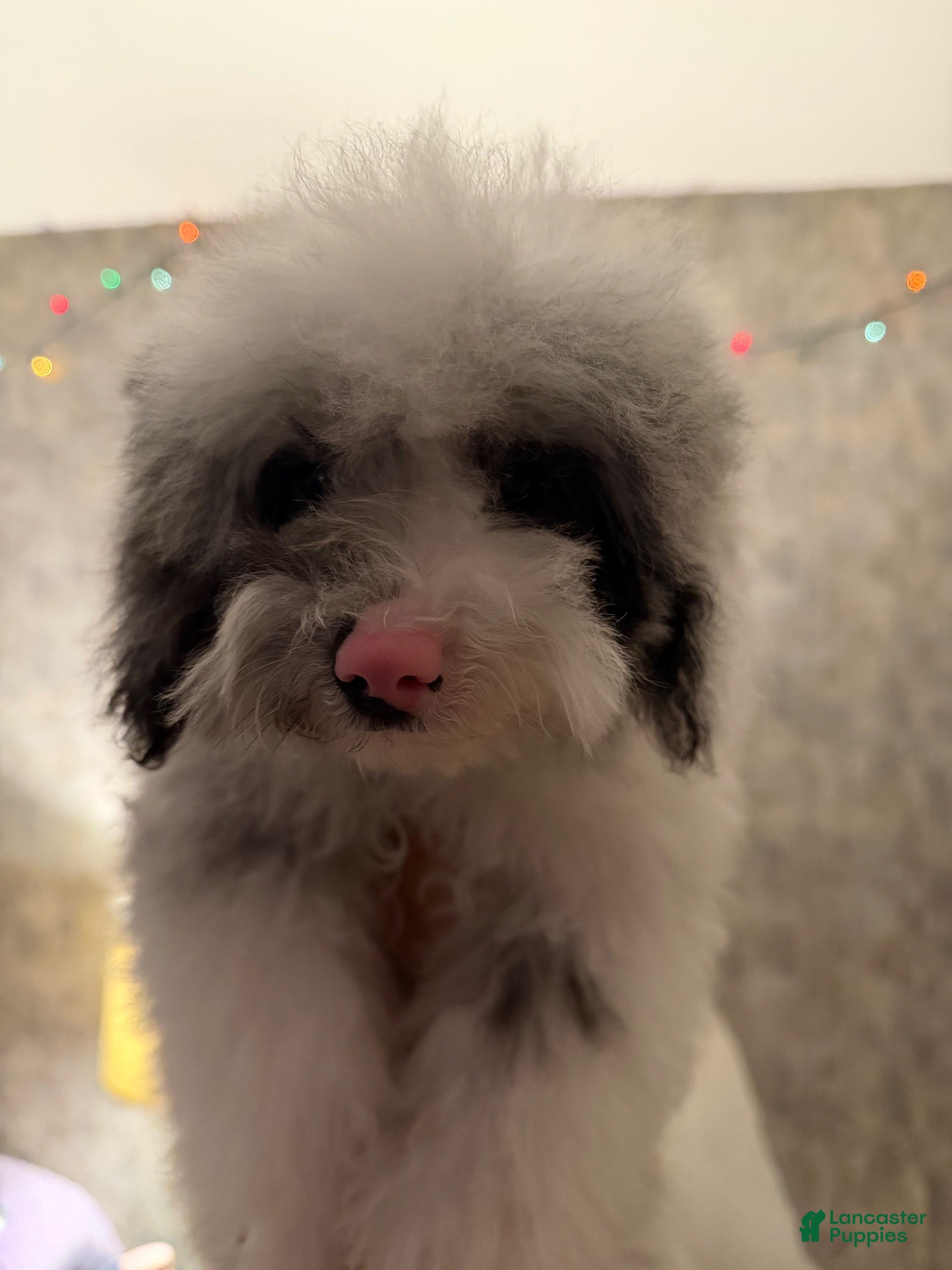 Mixed Breed dogs Miniature poodle - Ad 37