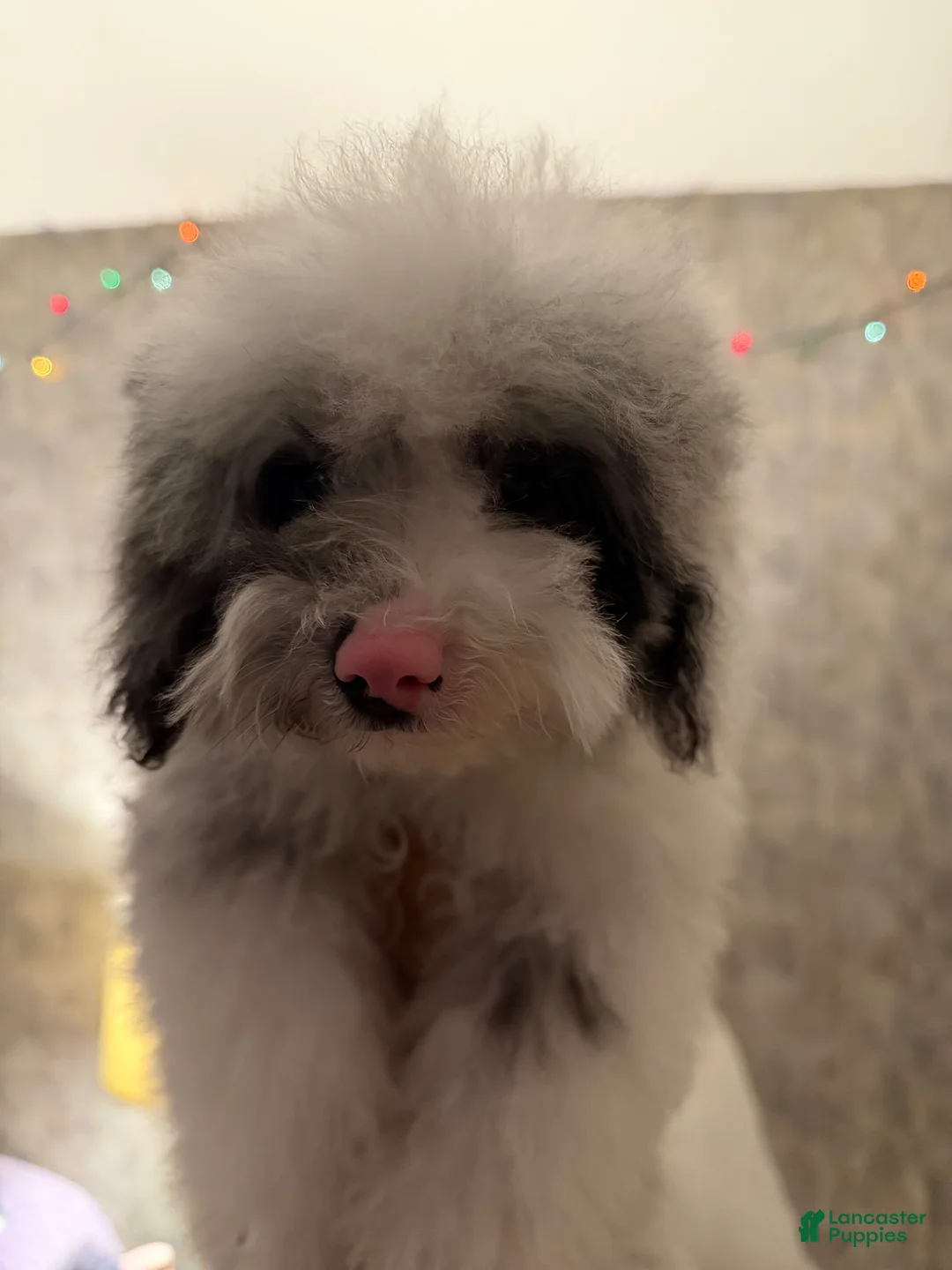 Mixed Breed dogs for sale: Miniature poodle - Ad 1