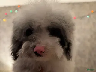 Mixed Breed dogs Miniature poodle - Ad 37