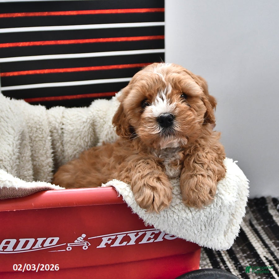 Cavapoo dogs for sale: Sport - Ad 3