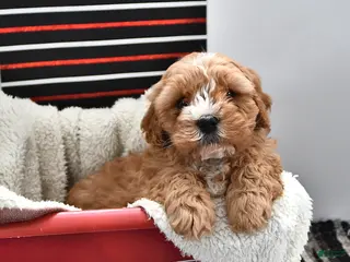 Cavapoo dogs for sale: Sport - Ad 3