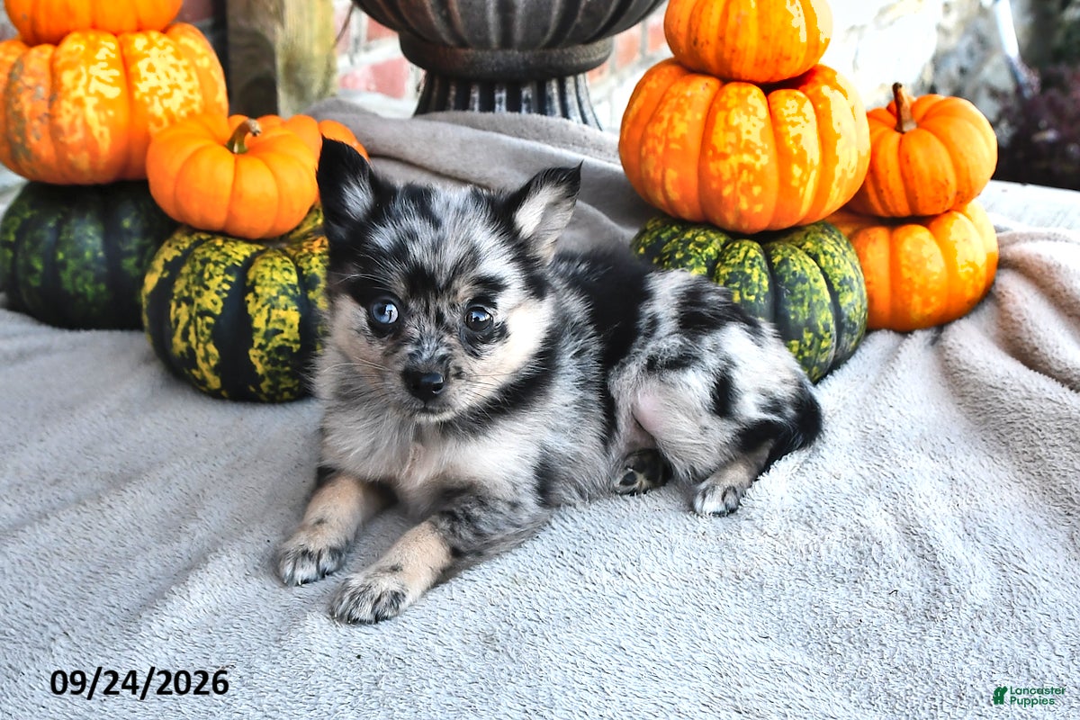 Pomsky dogs Tessa - Ad 2