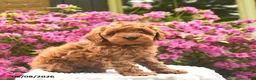 Cavapoo dogs for sale: Bambi  - Ad 3