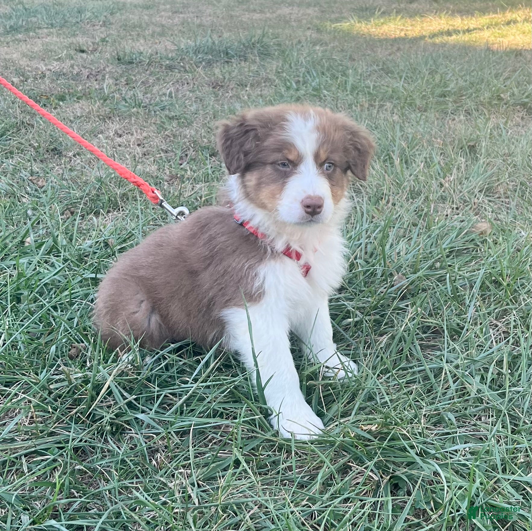 Australian Shepherd dogs Curlie - Ad 1