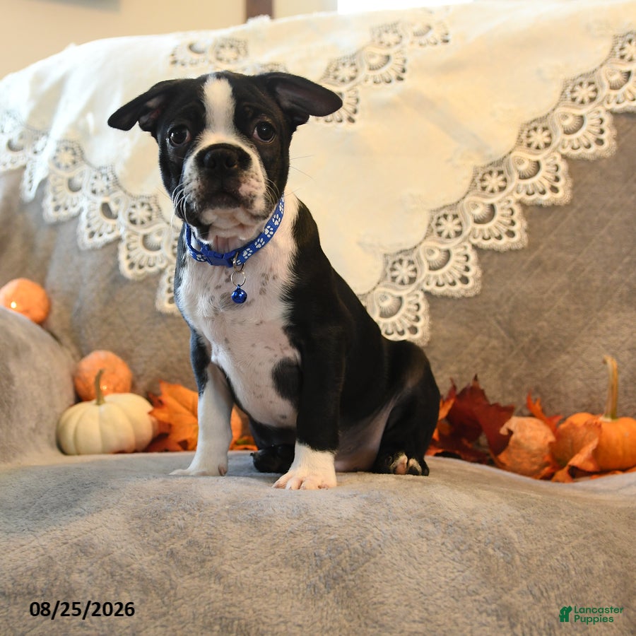 Boston Terrier dogs Tyson - Ad 1
